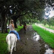 Centennial Park Sydney