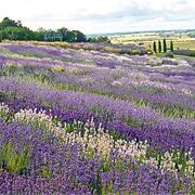 Yorkshire Lavender