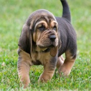 Bloodhound