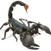 Scorpion