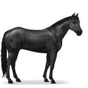 Argentinean Criollo - Black