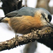 Algerian Nuthatch