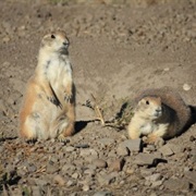 Greycliff Prairie Dog Town State Park, Montana