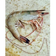 Greasyback Shrimp