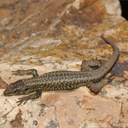 Salamanca Rock Lizard