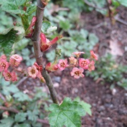 Trailing Black Currant (Ribes Laxiflorum)
