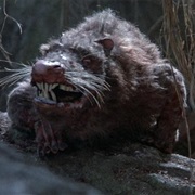 Rodent