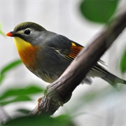 Red-Billed Leiothrix