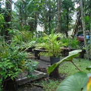 Rainforest Habitat, Lae, Papua New Guinea