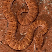 Adder