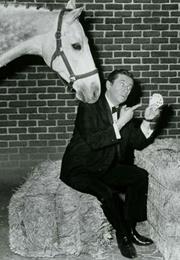 The Horse in the Gray Flannel Suit - Albarado the Horse