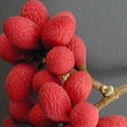 Korlan (Nephelium Hypoleucum)