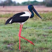 Jabiru