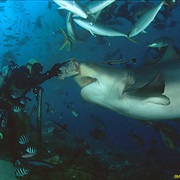 Diving With Bull Sharks, Beqa Lagoon, Fiji