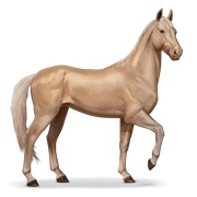 Akhal-Teke - Palomino