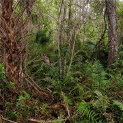 Fakahatchee Strand State Preserve