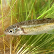 Moapa Valley National Wildlife Refuge