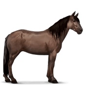 Highland Pony - Liver Chestnut
