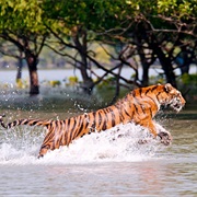 Sundarban Tour