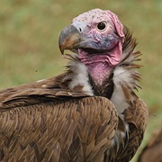 Vulture