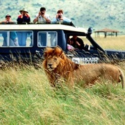 Safari in Africa