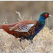 White-Winged Pheasant