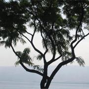 Lake Kinneret (Sea of Galilee)