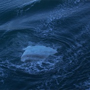 Floating Chunks of Ice
