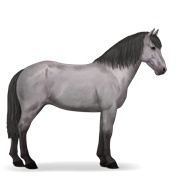 Icelandic Horse - Mouse Gray
