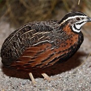 Harlequin Quail