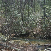 Reynolds Spring and Algerine Swamp Bogs