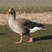 Pink-Footed Goose