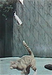 Eye of the Cat (1969)