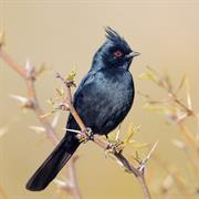 Phainopepla