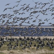 Matsalu National Park, Estonia