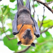 Fruit Bat