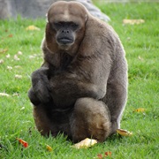 Colombian Woolly Monkey