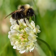 White Clover (Trifolium Repens)