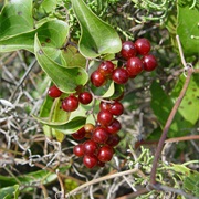 Catbriers (Smilax)