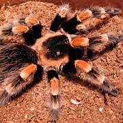 Mexican Red Legged Tarantula