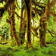 Hoh Rain Forest