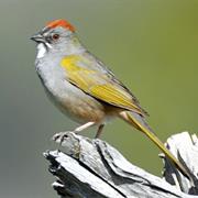 Green-Tailed Towhee