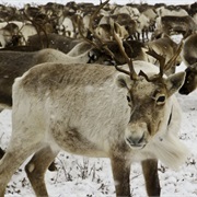 There Are Approx 2.5 Million Caribou in Canada
