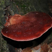 Beefsteak Fungus (Fistulina Hepatica)