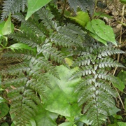 Common Shield Fern (Polystichum Richardii)