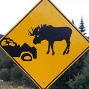 Moose Crossing