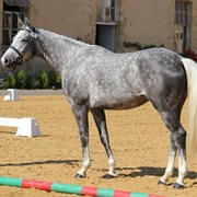 French Anglo Arab