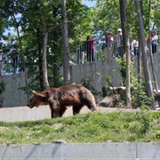 Bern Bear Park