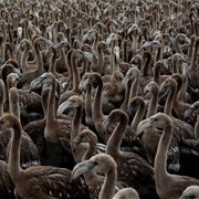 Fuenta De Piedra Nature Reserve, Spain