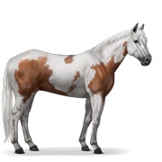 Paint Horse - Bay Tovero